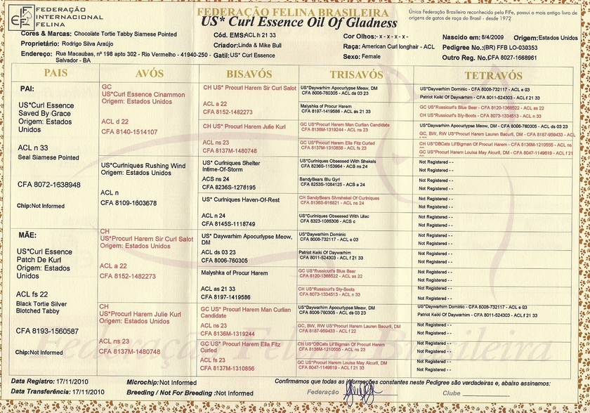 American Curl - Curlessence Oil Of Gladness - Pedigree