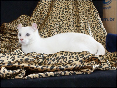 American Curl - Aruak Aimee I - Foto 01