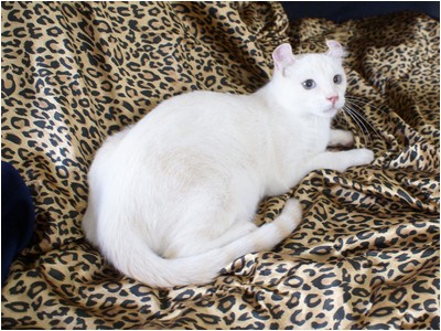 American Curl - Aruak Aimee I - Foto 02