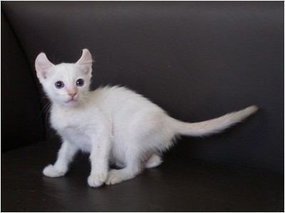 American Curl - Aruak Aimee I - Foto 03