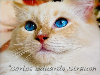 Ragdoll - Aruak Mel Gibson - Foto 01