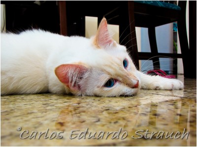 Ragdoll - Aruak Mel Gibson - Foto 02