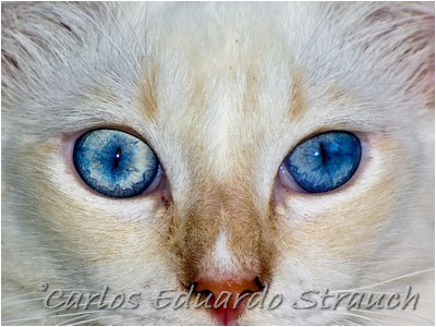 Ragdoll - Aruak Mel Gibson - Foto 03