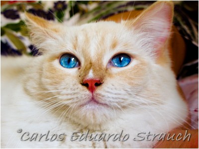 Ragdoll - Aruak Mel Gibson - Foto 04