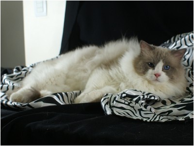 Ragdoll - Ragbela's Elvis Presley - Foto 01