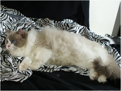 Ragdoll - Ragbela's Elvis Presley - Foto 02