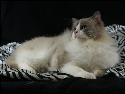 Ragdoll - Ragbela's Elvis Presley - Foto 03