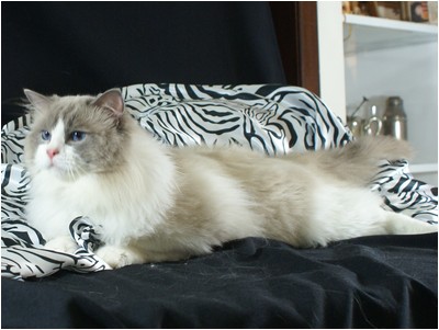 Ragdoll - Ragbela's Elvis Presley - Foto 04