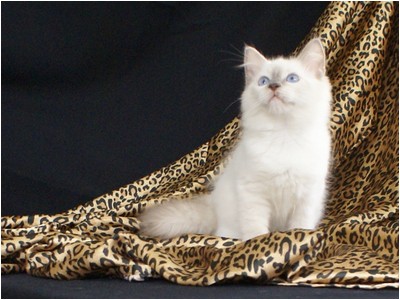 Ragdoll - Aruak Cobain - Foto 01