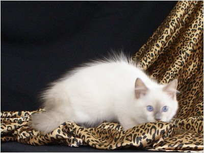 Ragdoll - Aruak Cobain - Foto 02