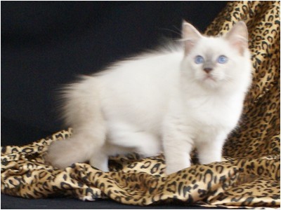 Ragdoll - Aruak Cobain - Foto 03