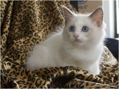 Ragdoll - Aruak Cora - Foto 01