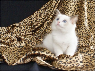 Ragdoll - Aruak Cora - Foto 03
