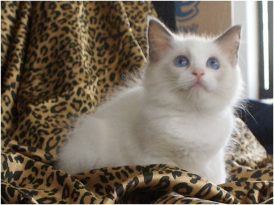 Ragdoll - Aruak Cora - Foto 04