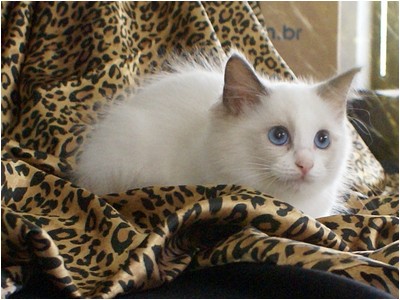 Ragdoll - Aruak Cora - Foto 05