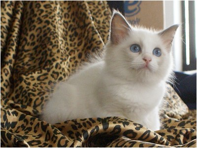 Ragdoll - Aruak Cora - Foto 07