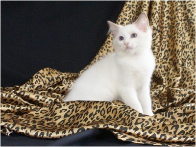 Ragdoll - Aruak Crystal - Foto 01