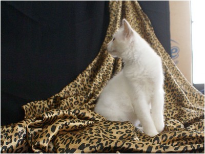 Ragdoll - Aruak Crystal - Foto 02