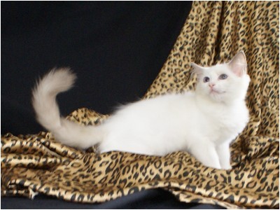 Ragdoll - Aruak Crystal - Foto 03