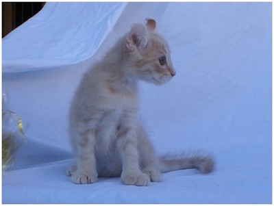 American Curl - Aruak Bony - Foto 01
