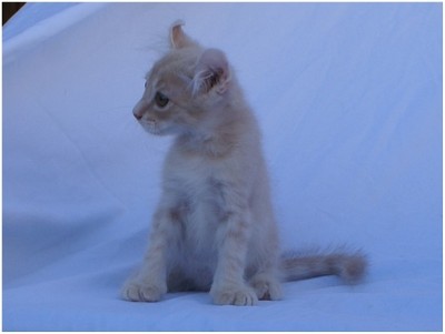 American Curl - Aruak Bony - Foto 02