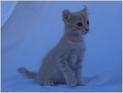 American Curl - Aruak Bony - Foto 03