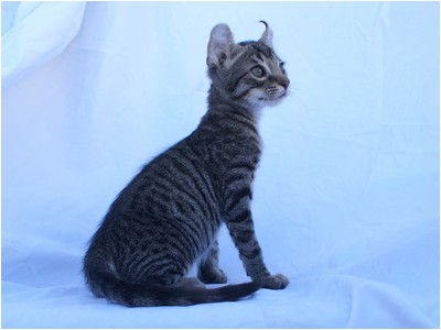 American Curl - Aruak Bono - Foto 01