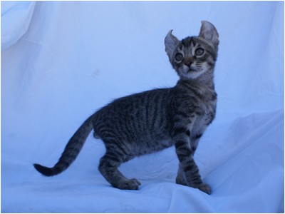 American Curl - Aruak Bono - Foto 02