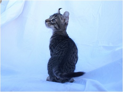 American Curl - Aruak Bono - Foto 03