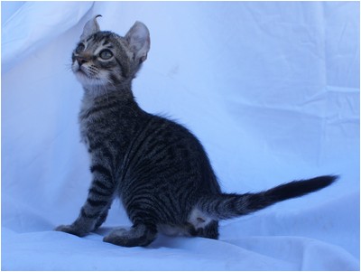 American Curl - Aruak Bono - Foto 04