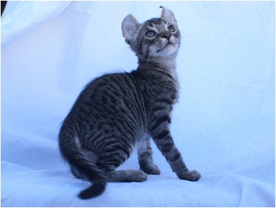 American Curl - Aruak Bono - Foto 05