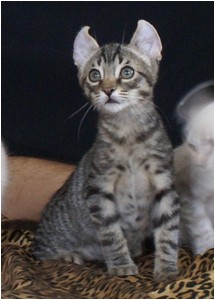 American Curl - Aruak Bono - Foto 06