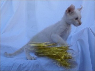 American Curl - Aruak Billy Boy - Foto 01