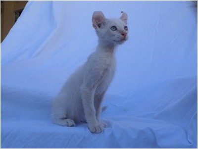 American Curl - Aruak Billy Boy - Foto 02