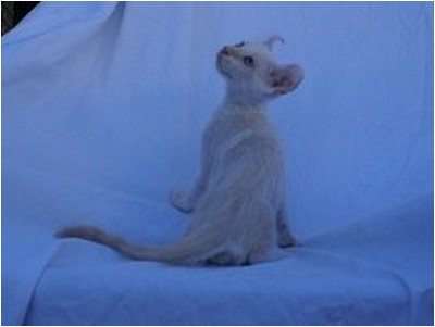 American Curl - Aruak Billy Boy - Foto 03