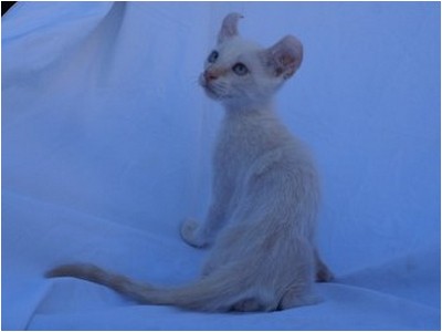 American Curl - Aruak Billy Boy - Foto 04