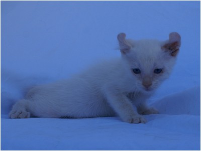 American Curl - Aruak Brad - Foto 01