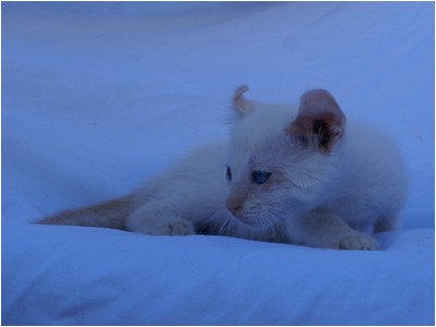 American Curl - Aruak Brad - Foto 02