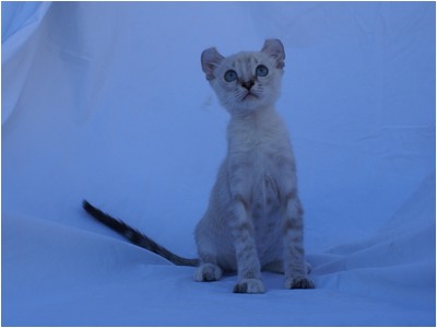 American Curl - Aruak Betsy - Foto 01
