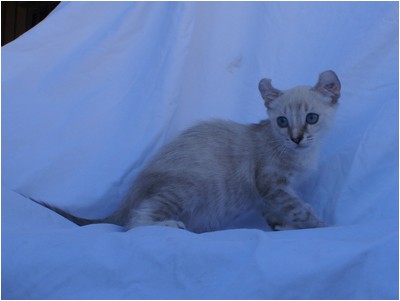 American Curl - Aruak Betsy - Foto 02
