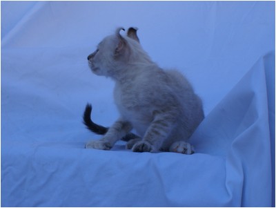 American Curl - Aruak Betsy - Foto 03