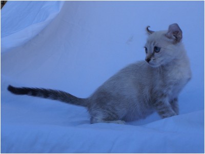 American Curl - Aruak Betsy - Foto 04