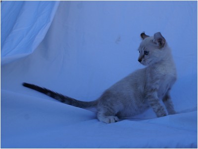 American Curl - Aruak Betsy - Foto 05
