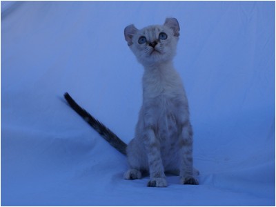 American Curl - Aruak Betsy - Foto 06