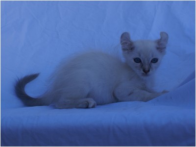 American Curl - Aruak Bela - Foto 01
