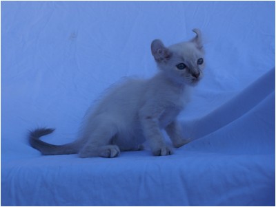 American Curl - Aruak Bela - Foto 02