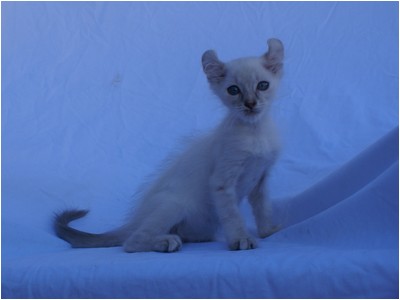 American Curl - Aruak Bela - Foto 03