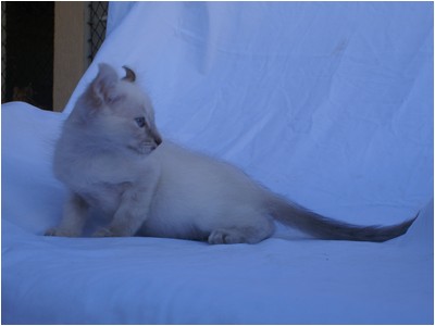 American Curl - Aruak Bela - Foto 04