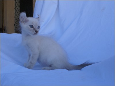 American Curl - Aruak Bela - Foto 05