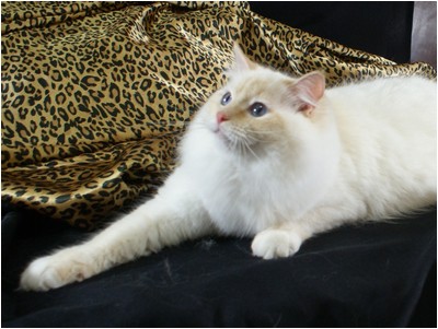 Ragdoll - Soberano The Lion King - Foto 01